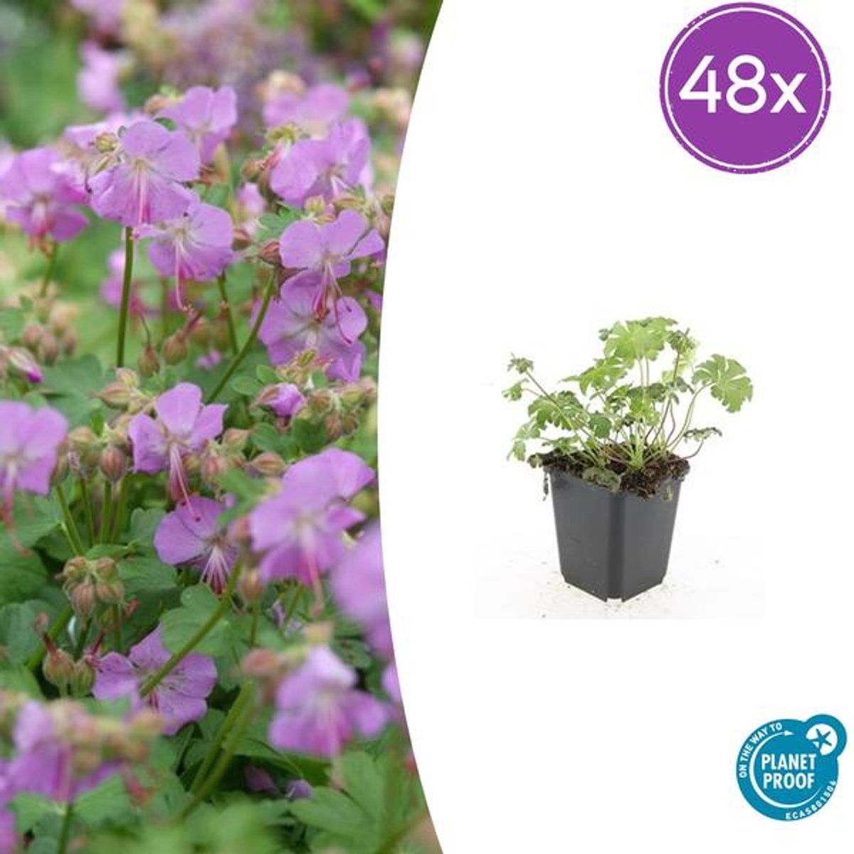 48x Geranium cant. 'Cambridge' - 10-25cm - Ø9cm