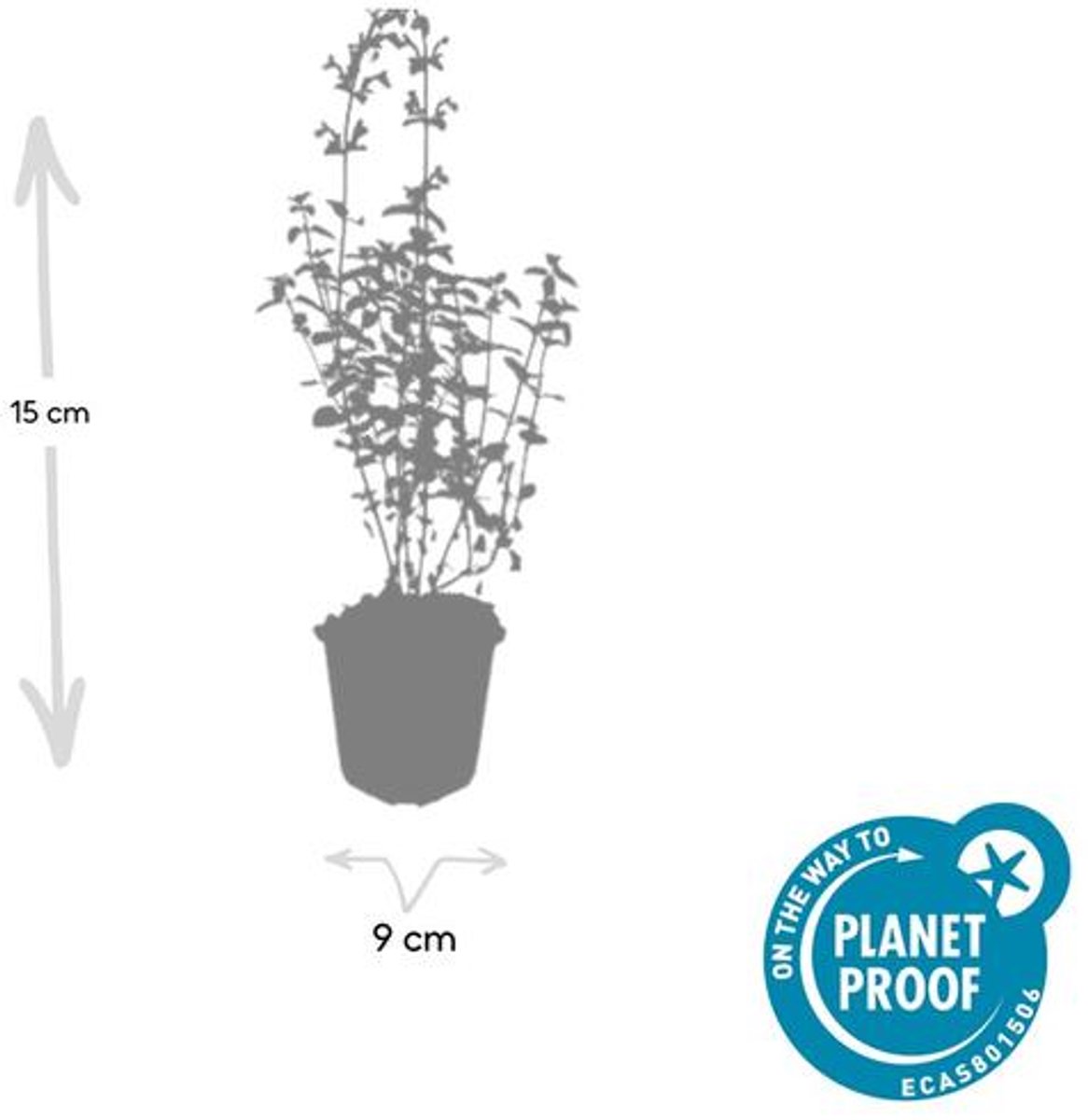 48x Nepeta 'Walker's Low' - 10-25cm - Ø9cm