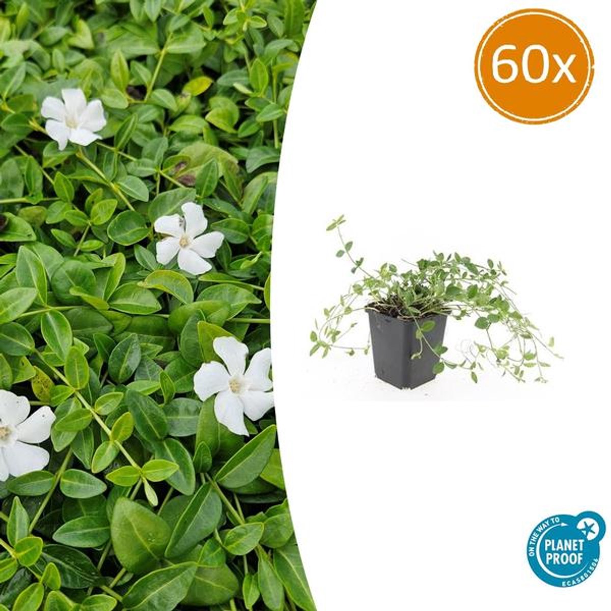 60x Vinca minor 'Gertrude Jekyll' - 10-25cm - Ø9cm