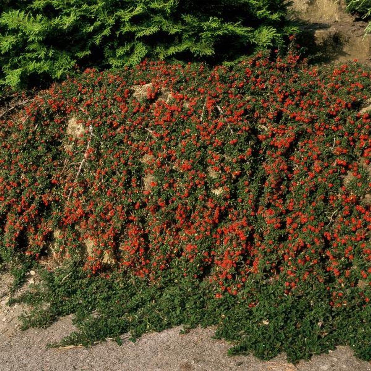 48x Cotoneaster pr. 'Queen of Carpets' - 10-25cm - Ø9cm