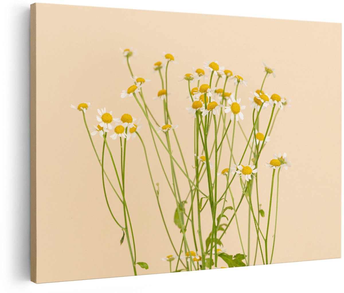 Artaza Canvas Schilderij Kamille - 180x120 cm - Groot - Wanddecoratie Bloemen - Muurdecoratie Natuur - Decoratie Boho - Beige