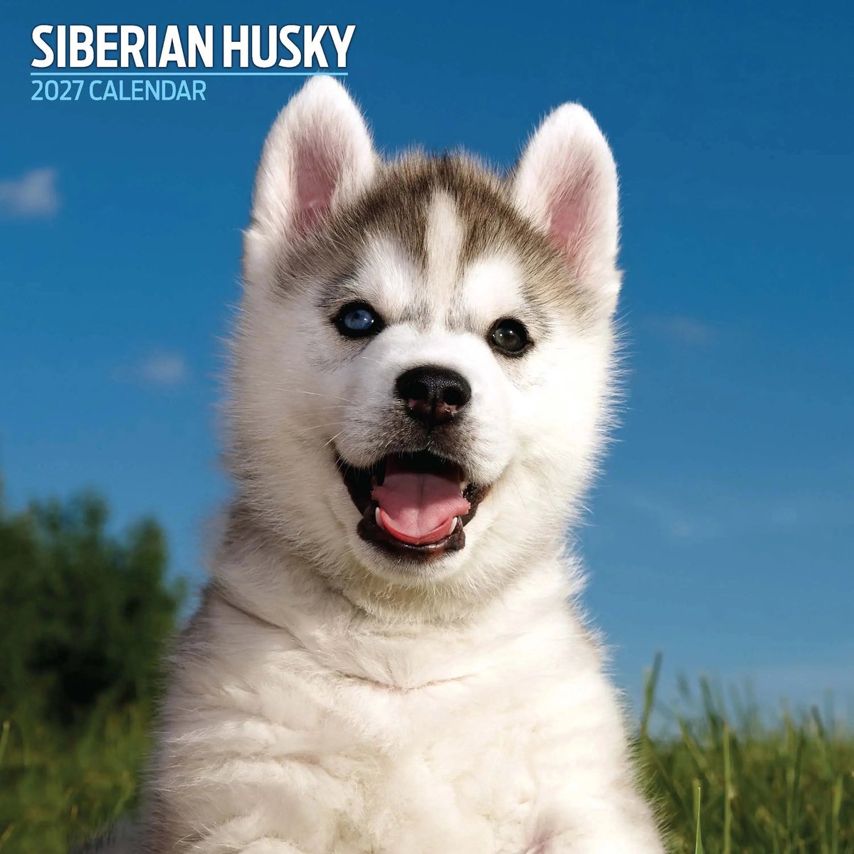 Siberian Husky Kalender 2027