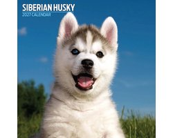 Siberian Husky Kalender 2027