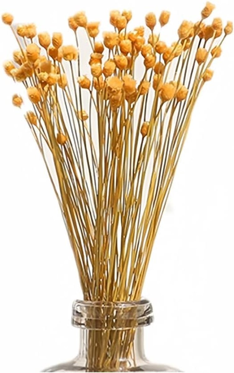 250 Stelen Natuurlijke Gedroogde Bloemen Mini Daisy en Kamille Boeket voor Bruiloft en Feestdecoratie