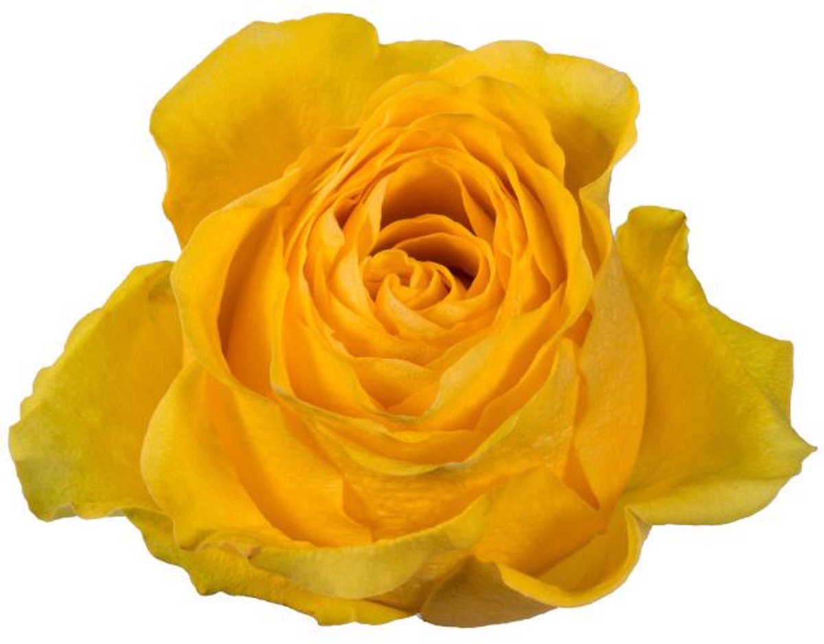 25x Rosa brighton 60cm