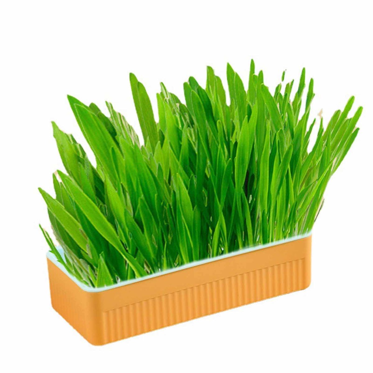 Dailygoods - Catnip Cat Grass Set - Hydroponisch Kattengras voor Spijsvertering en Mondgezondheid