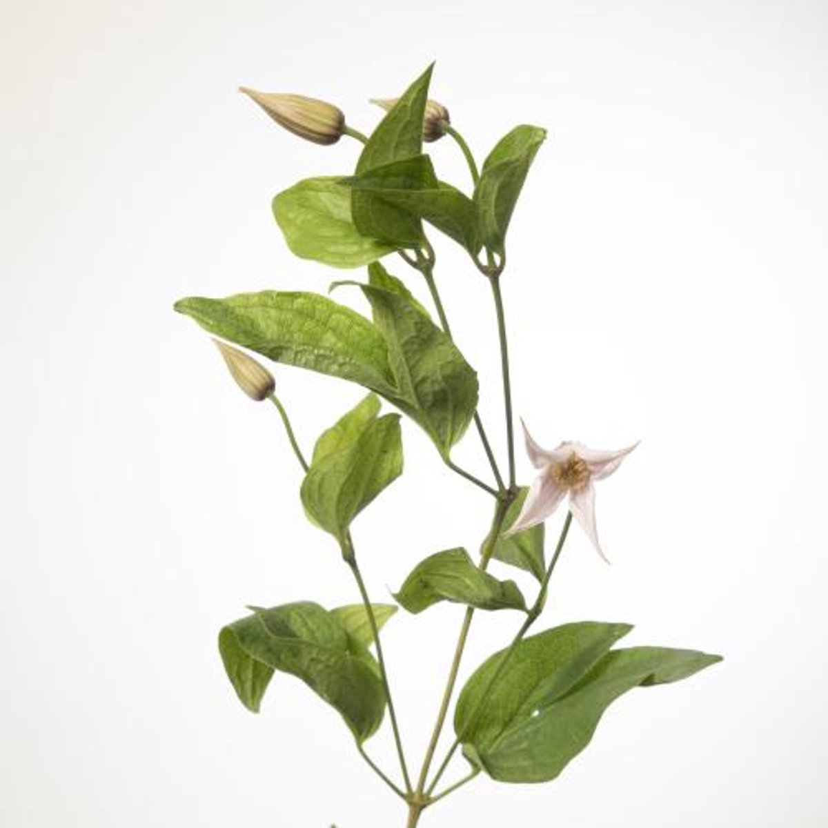 10x Clematis amazing kansas 70cm