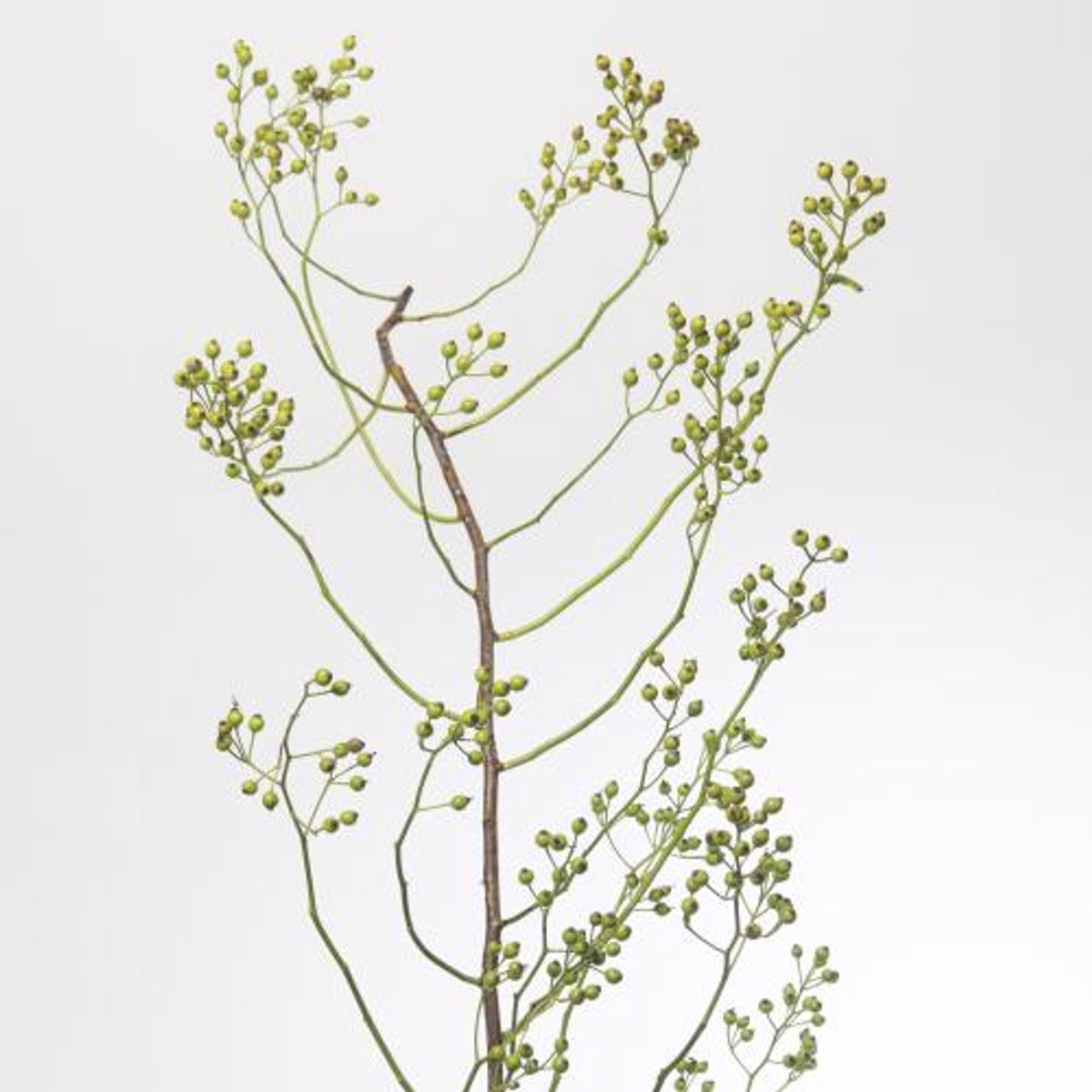 10x Rosa corallo 80cm
