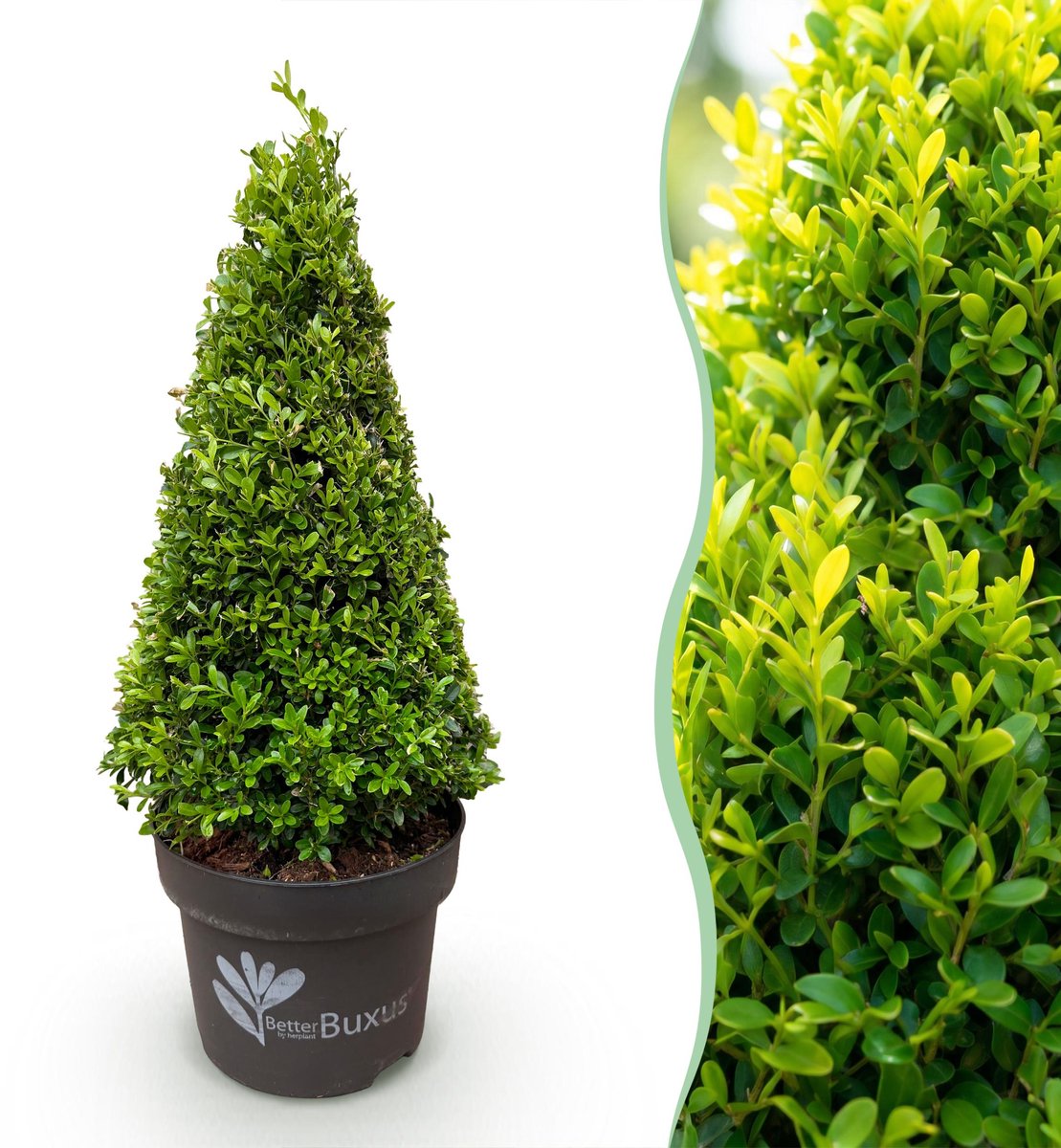 Plantenboetiek.nl | Buxus Pyramide - BetterBuxus Skylight - Resistant tegen de Buxus Schimmel - Ø23cm - 60-70cm hoog - Tuinplant