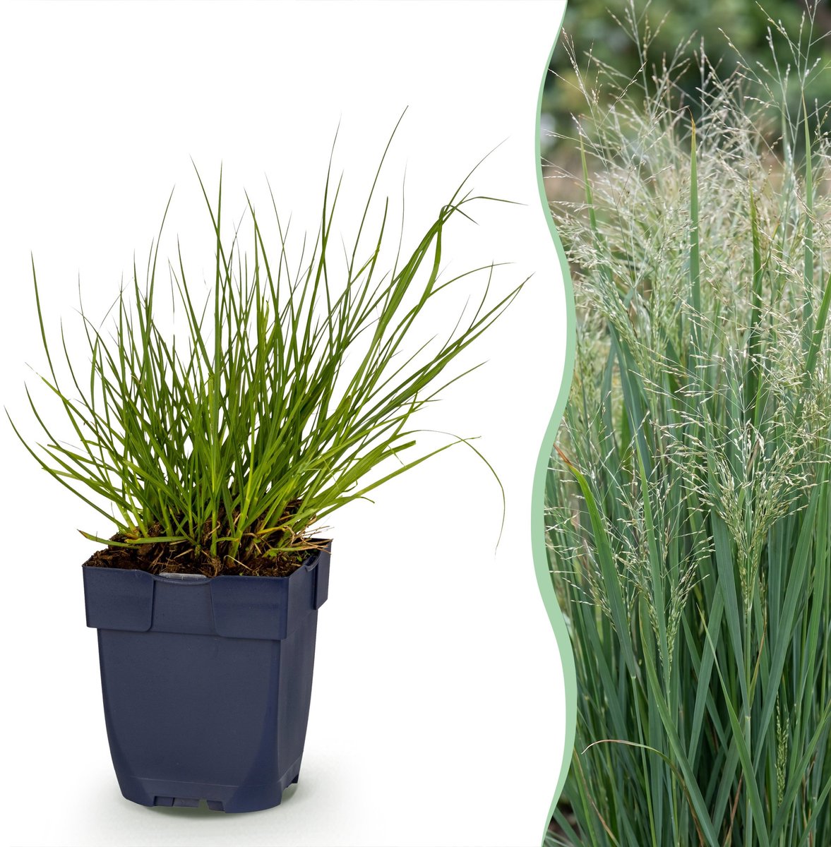 Plantenboetiek.nl | Panicum virg. Northwind - Prairiegraan - Met Pluim - Groen - 24 Planten - Ø11cm - 15-25cm hoog - Tuinplant