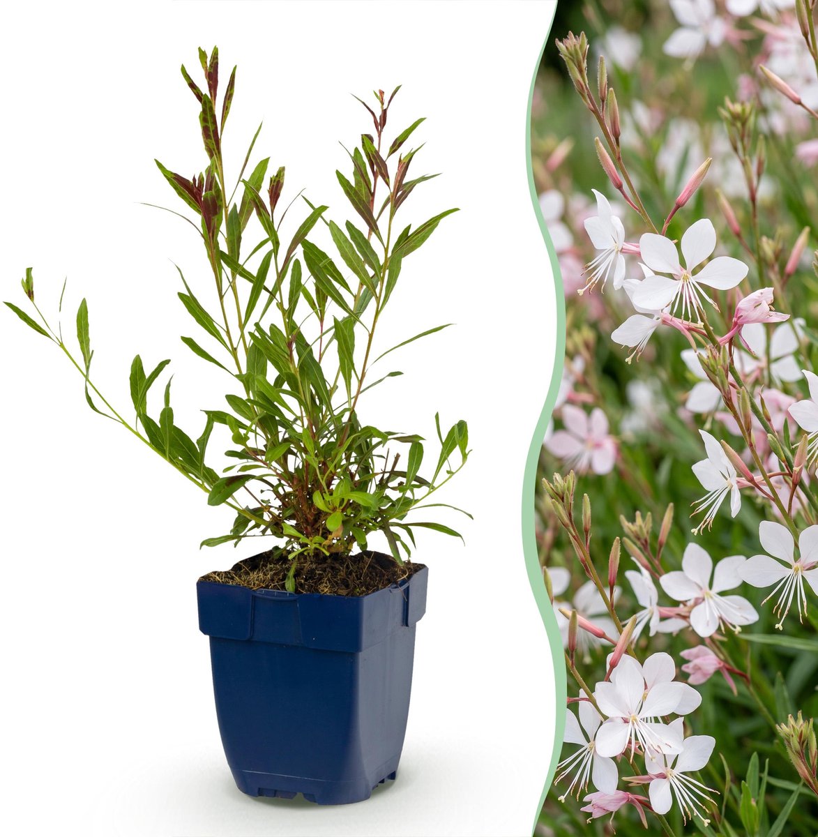 Plantenboetiek.nl | Gaura lindh. Whirling Butterflies - Prachtkaars - Bijen- en vlinderlokkers - Wit - 24 Planten - Ø11cm - 15-25cm hoog - Tuinplant