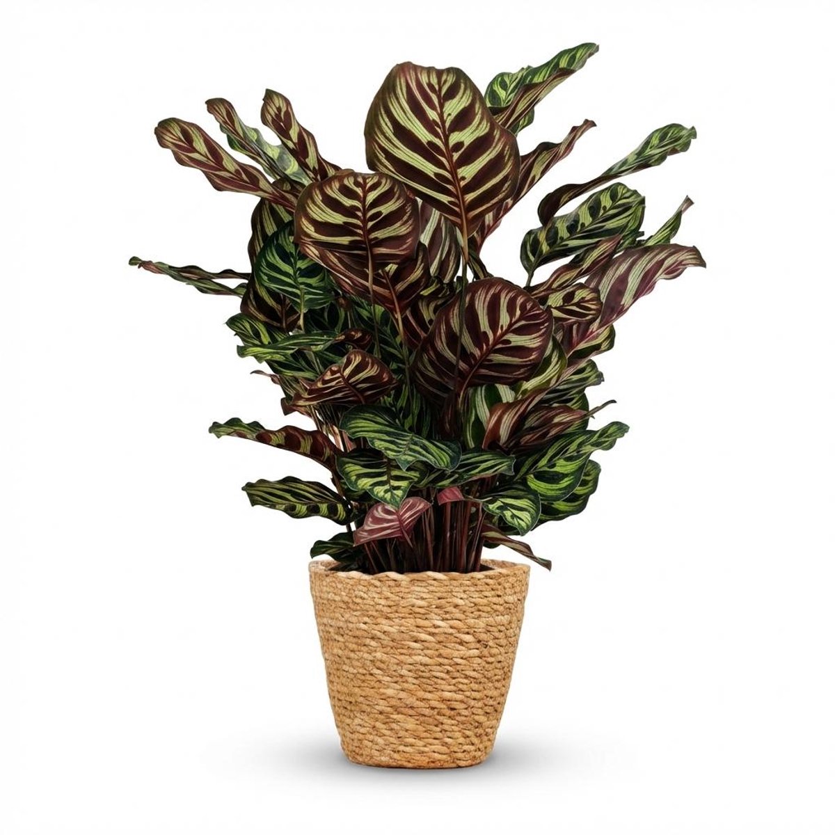 Plantenboetiek.nl | Pauwenplant - Calathea Makoyana - Groen - Weinig onderhoud - met Mand - Ø19cm - 60-70cm hoog - Kamerplant - Groenblijvend