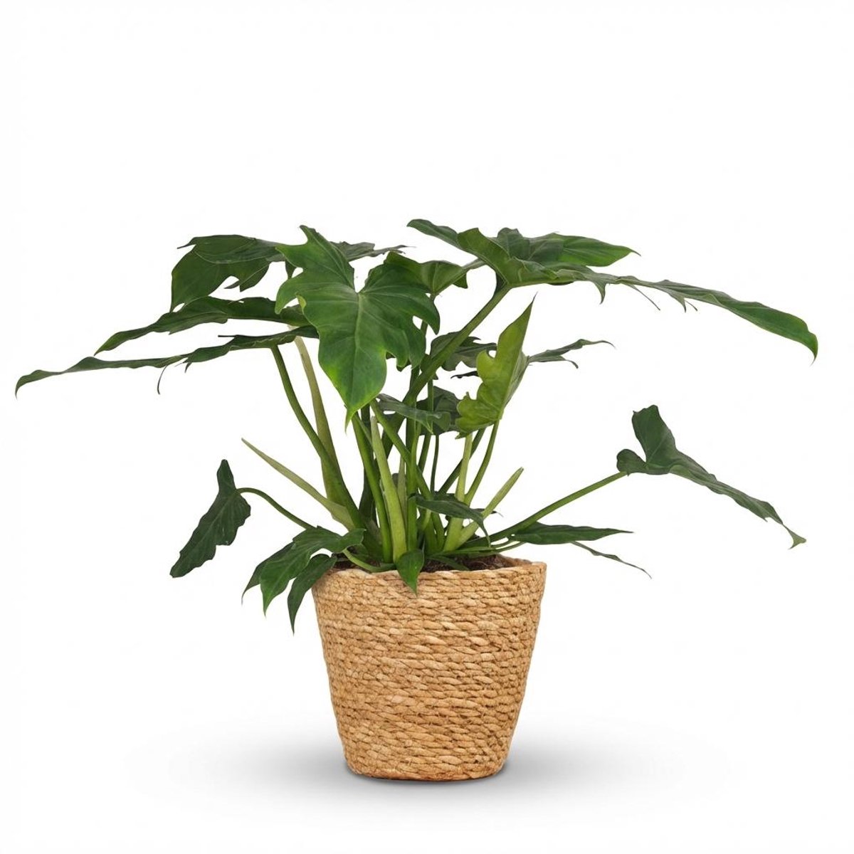 Plantenboetiek.nl | Philodendron - Philodendron Lacerum - Groen - Weinig onderhoud - met Mand - Ø19cm - 55-65cm hoog - Kamerplant - Groenblijvend
