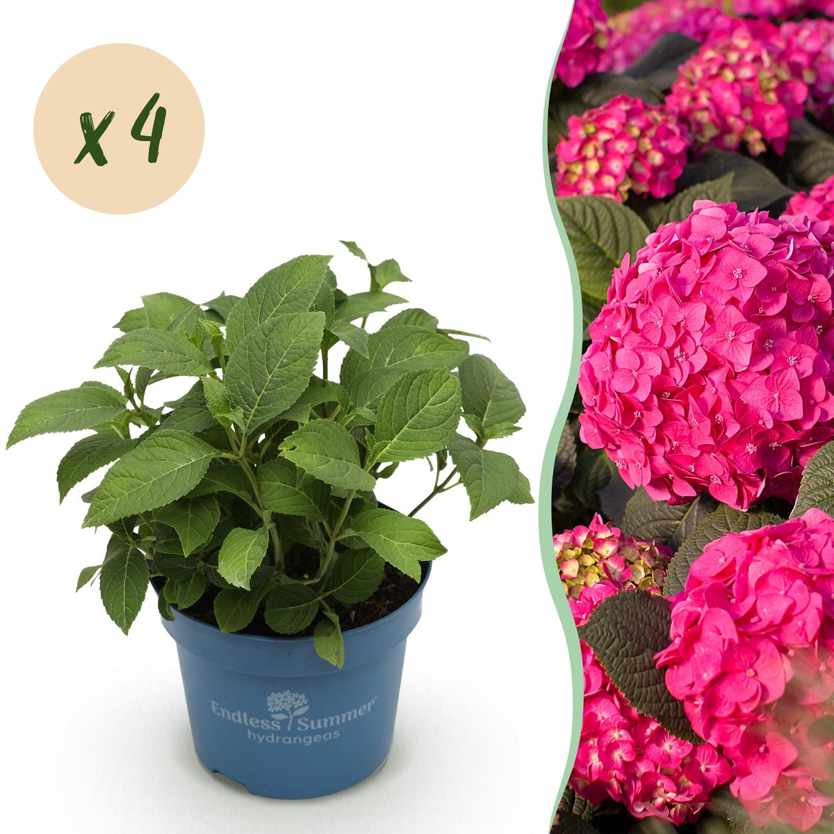 Plantenboetiek.nl | Hydrangea Endles Summer Summer Love Red - Hortensia - Winterhard - Rood - 4 Planten - Ø14cm - 20-25cm hoog - Tuinplant