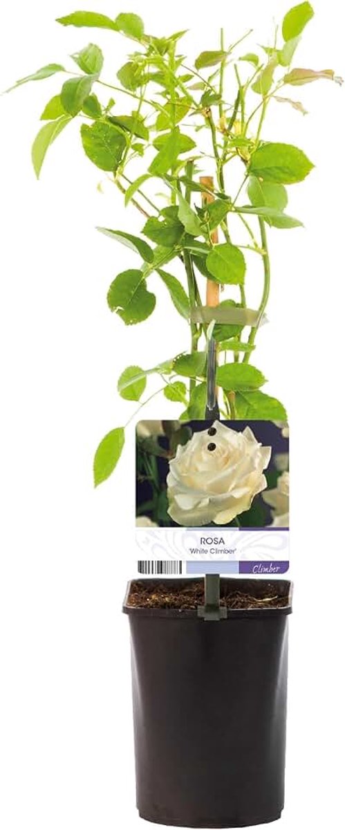 - Rosa White Climber - Bloem Wit - Weinig onderhoud - 2 planten - 30-40cm - Ø10cm - Tuinplant