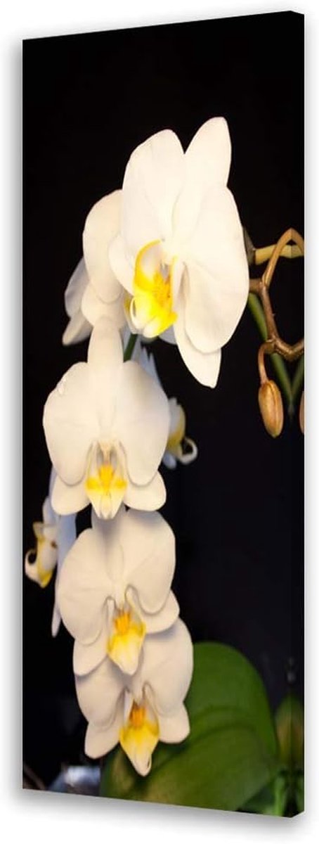 Wanddecoratie Bloemen - Canvasfoto Kunstdruk - Interieur Verfraaien - Hoge Afdrukkwaliteit - 40x120 cm - Wit