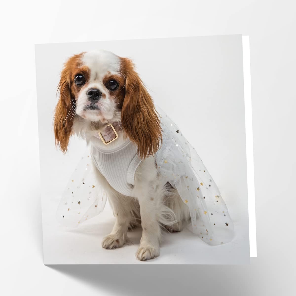 Maturi Blank Greeting Cards with King Charles Dog Image - ShopVlot