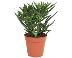 Kalanchoe Spider Plant - Exotenherz plant - Decoratie voor thuis - Opvallende bladvorm - Pot 12 cm - Groen