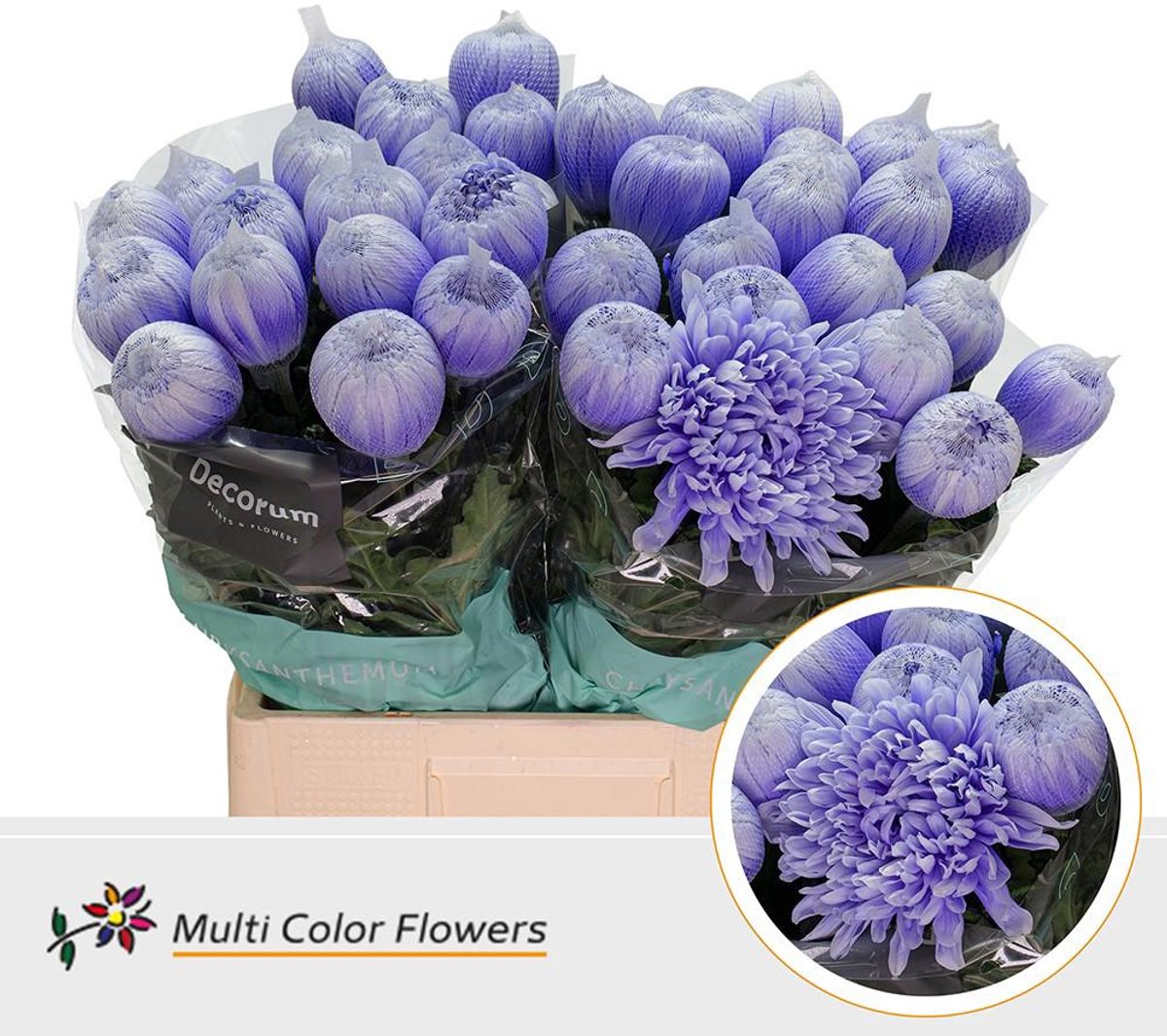 10x Chrysant antonov pastel milka 70cm