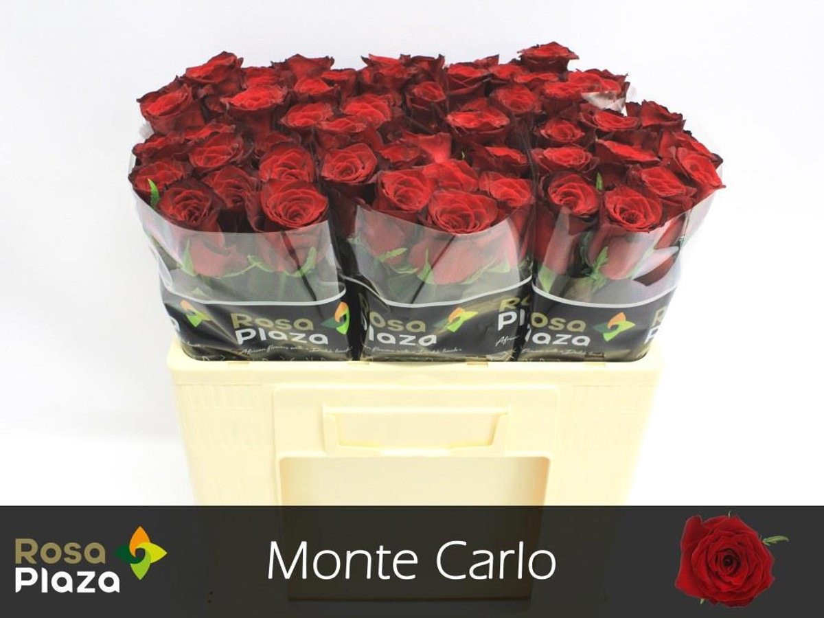 20x Rosa monte carlo 50cm