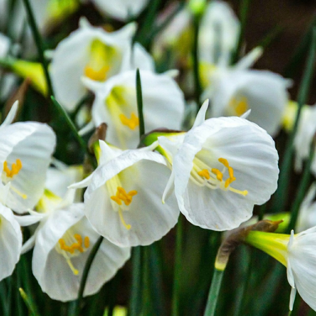 Green boutiQ - 40x Narcissus White Petticoat - Witte petticoatnarcis - Wit - Voorjaarsbloeier - Bolmaat 6/8