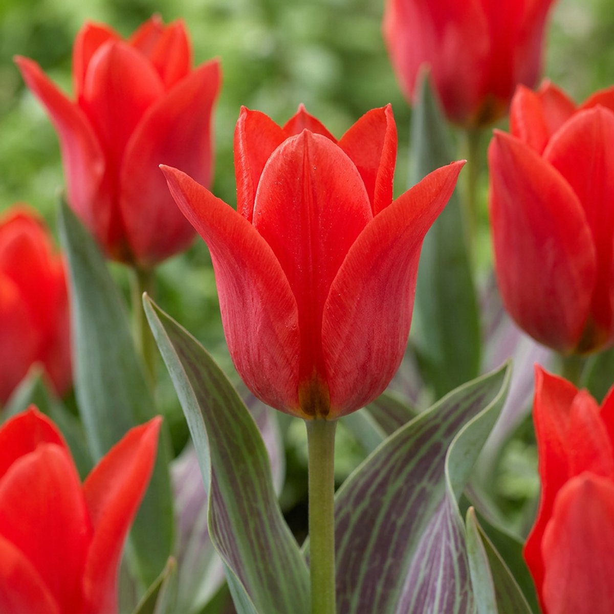 Green boutiQ - 60x Tulipa Greigii Red - Greigii-tulp - Rood - Voorjaarsbloeier - Bolmaat 11/12