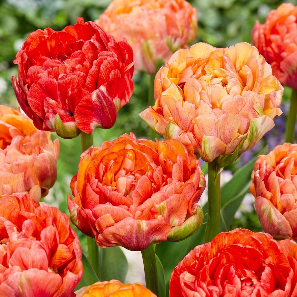 Green boutiQ - 48x Tulipa Gudoshnik Double - Gevuldbloemige tulp Gudoshnik - Diversen - Voorjaarsbloeier - Bolmaat 11/12
