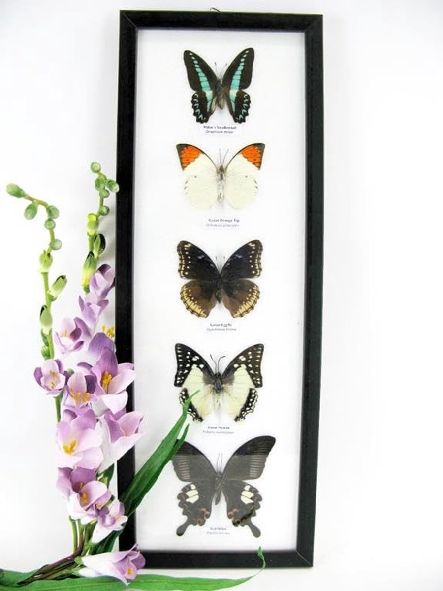 Solidchoice - Set van 5 Geprepareerde Vlinders in Houten Showkast