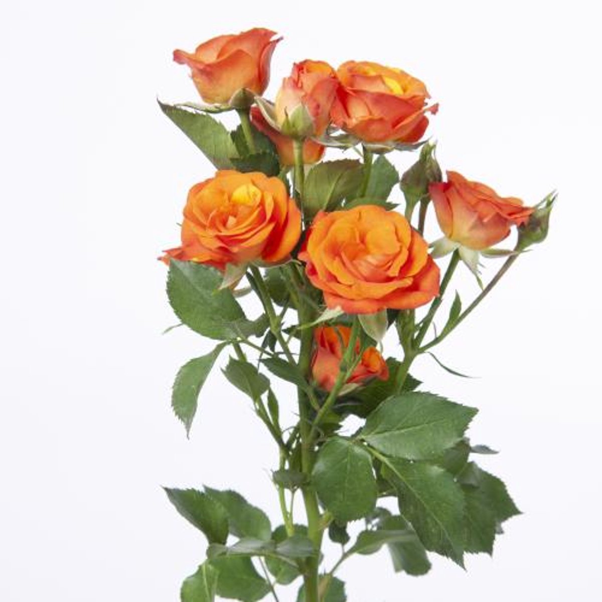 10x Rosa smashing 70cm