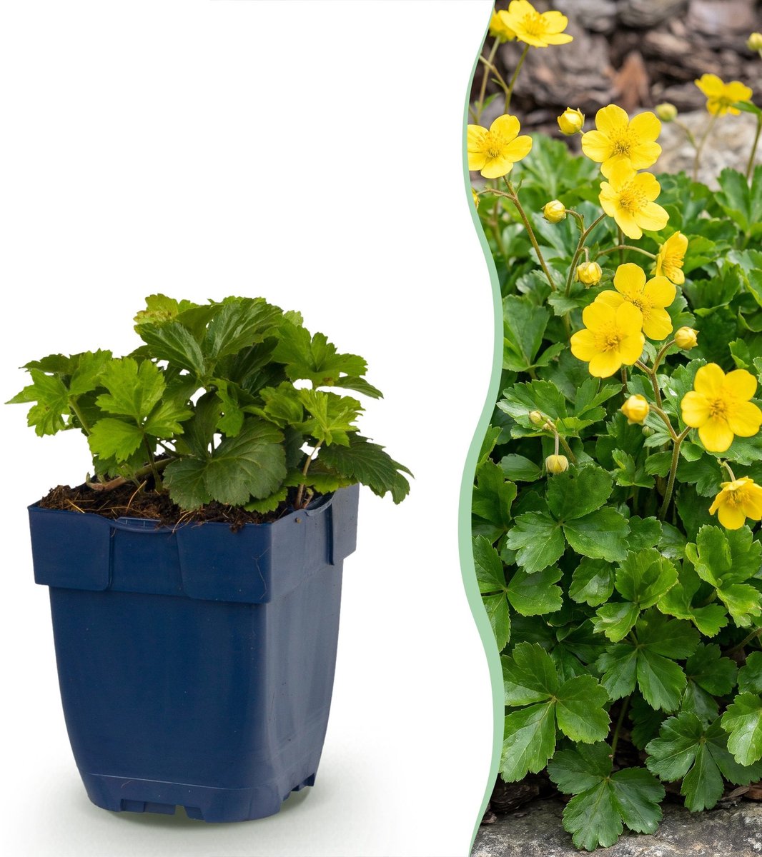 Green boutiQ - Vasteplant - Waldsteinia ternata - Goudaardbei - Bodembedekkend - Geel - 12 Planten - Pot 11cm - Hoogte 15-25cm