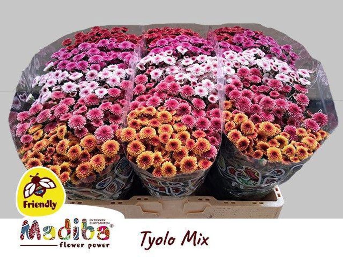 25x Chrysant san.madiba tyolo mix/pak 5 kleuren 50cm