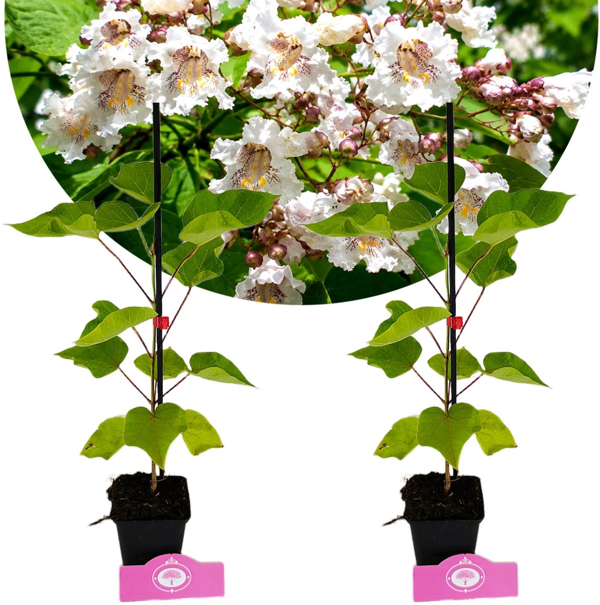 Set van 2 Trompetbomen - Catalpa bignonioides - Hoogte 40-60cm, 9cm pot