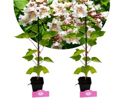 Set van 2 Trompetbomen - Catalpa bignonioides - Hoogte 40-60cm, 9cm pot