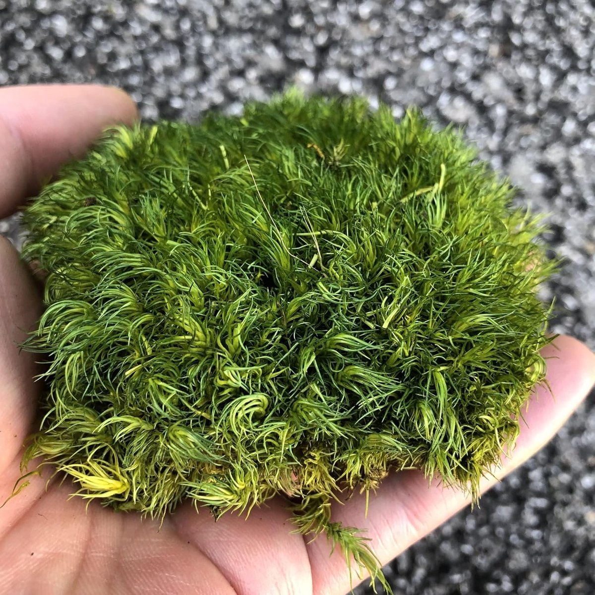 Pole Mos Kussen Bun Kussen Natuurlijke Groene Decoratief Doe-het-zelf Kit voor Terraria, Tuinieren, Art Wall, Bloemist, Paastafel, Bruiloft (Groen-A, 1,5 m²)