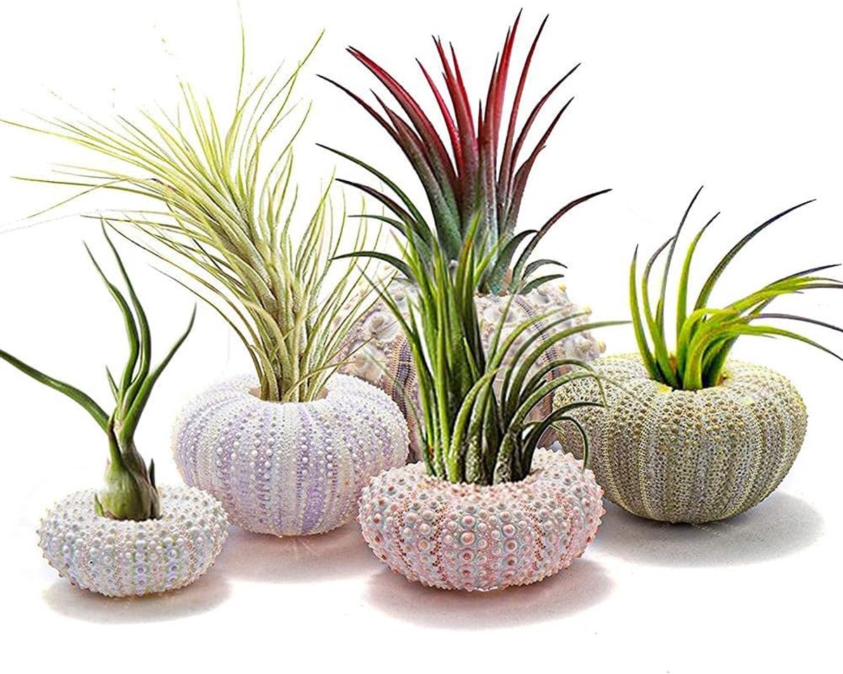 SnelShoppen - 5 Pack Mini Zee-egel Schelp Luchtplant Houders Decoratieve Hangende Luchtplant Pot Succulent Display Container voor Thuis en Tuin Decora