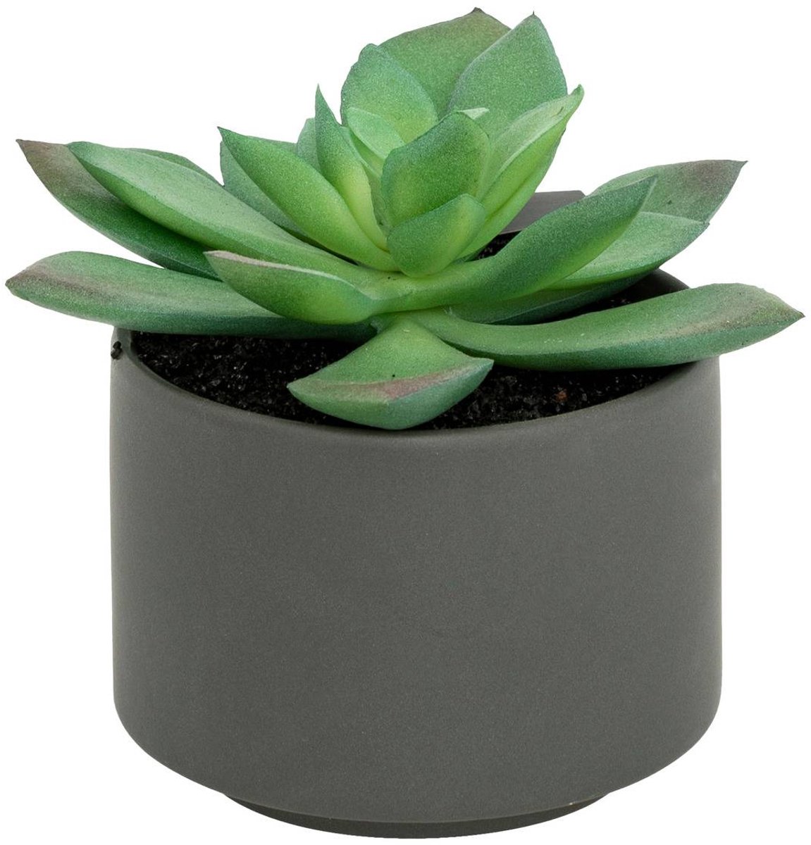 Vetplant in pot ANDA
