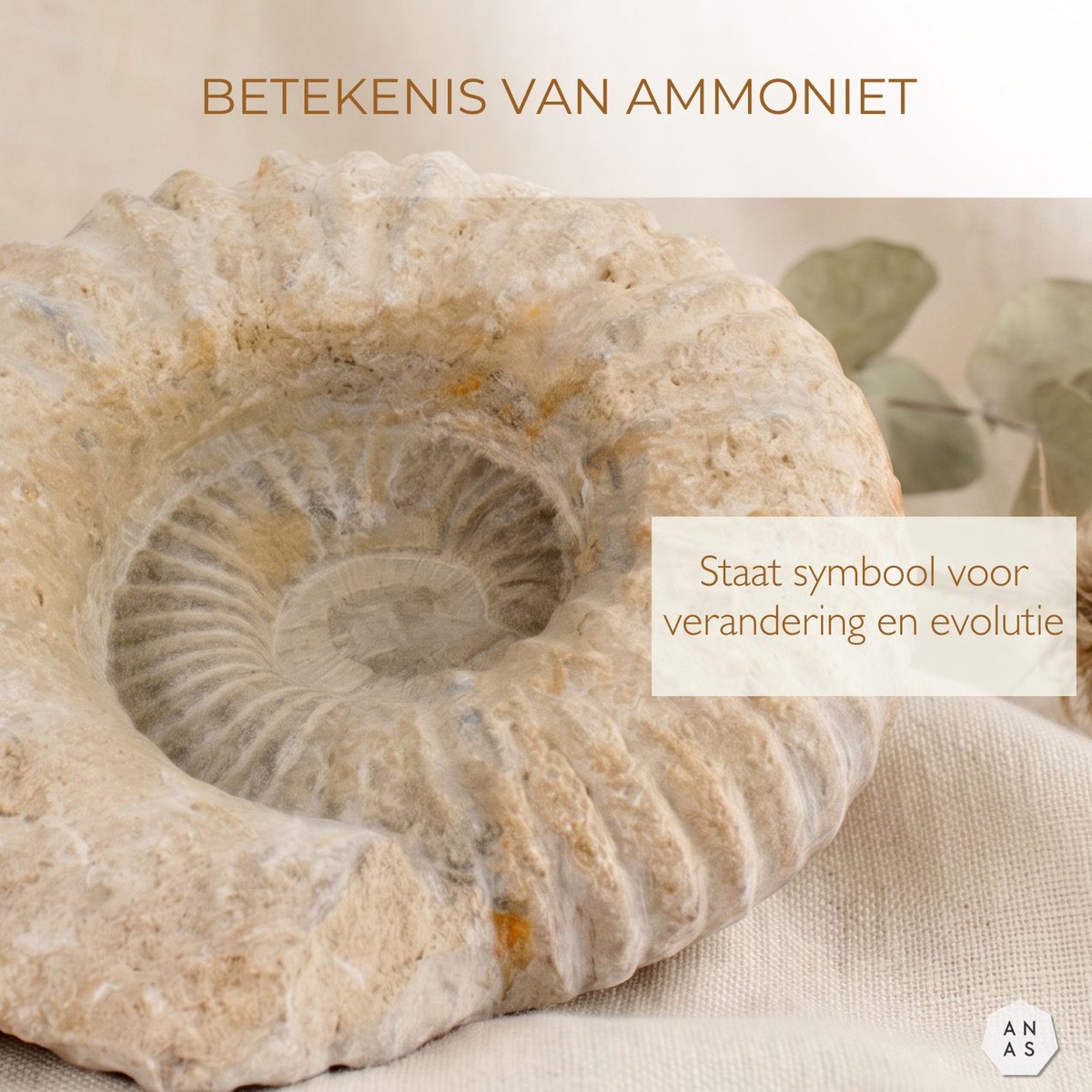 ANAS Ammoniet Fossiel 15 cm – Authentiek Oerfossiel – Luxe Woondecoratie – Edelsteen & Natuursteen