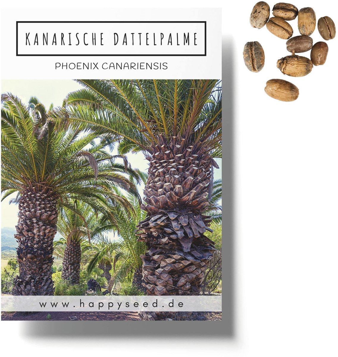 Dailygoods- Dadelpalmzaden - Exotische Palm - Groenblijvend - Ideaal voor Binnen/Buiten - Tropische Flair - Zaadpakket met Informatie - Palmzaden