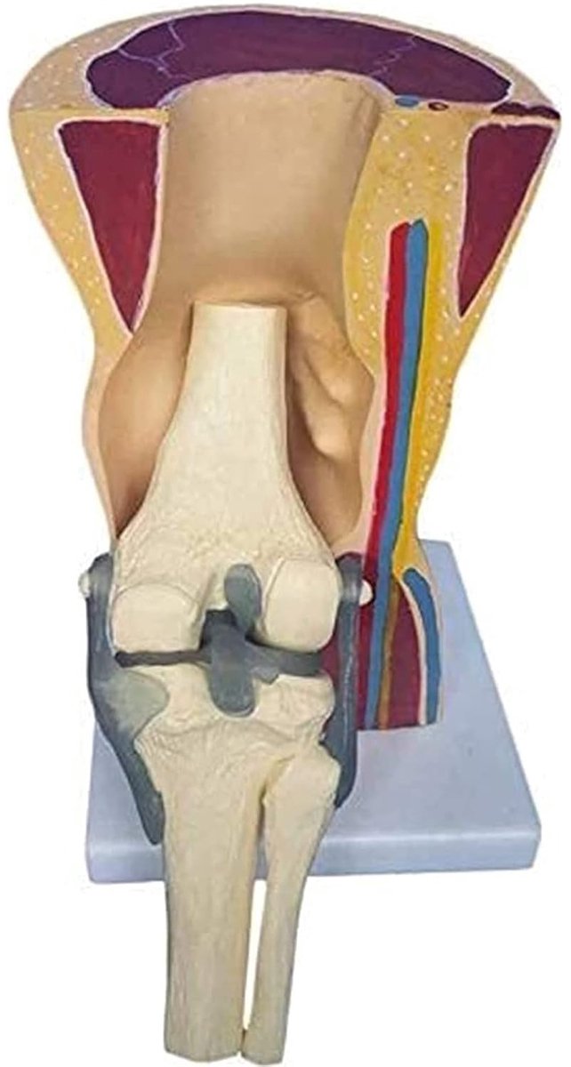 Anatomisch Knie Model - Onderwijsmodel Gewricht - Medisch Onderwijs - Gedetailleerd PVC Materiaal - 12.5x12.5x19 cm - Gekleurd