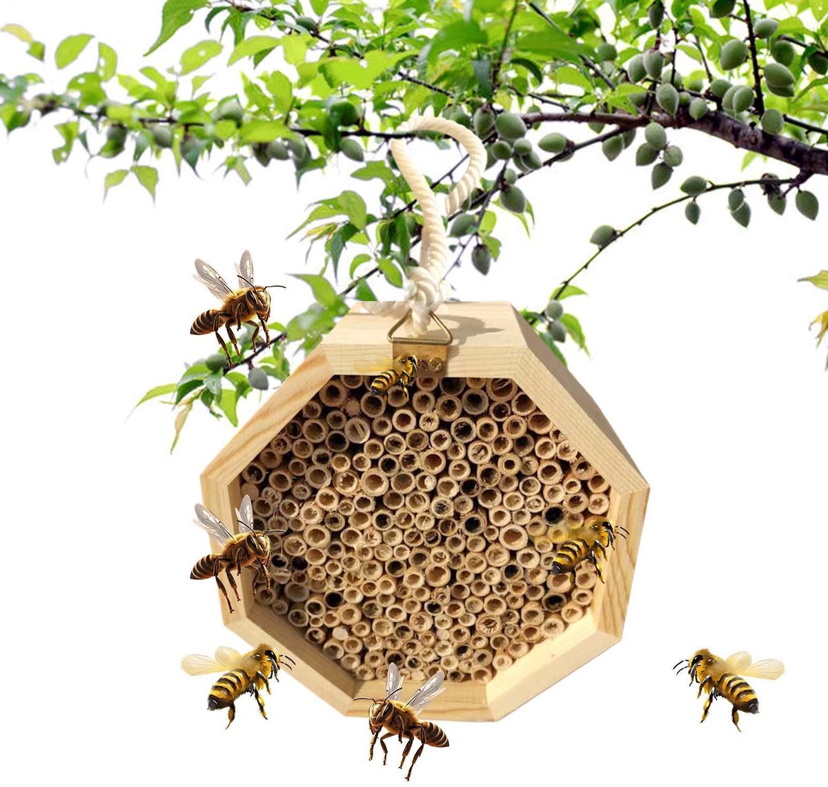 Bijenhotel - Bijenhotel met Observatievenster - Houten Bijenhuis voor Wilde Bijen en Vlinders - Insectenhotel voor Tuin en Balkon