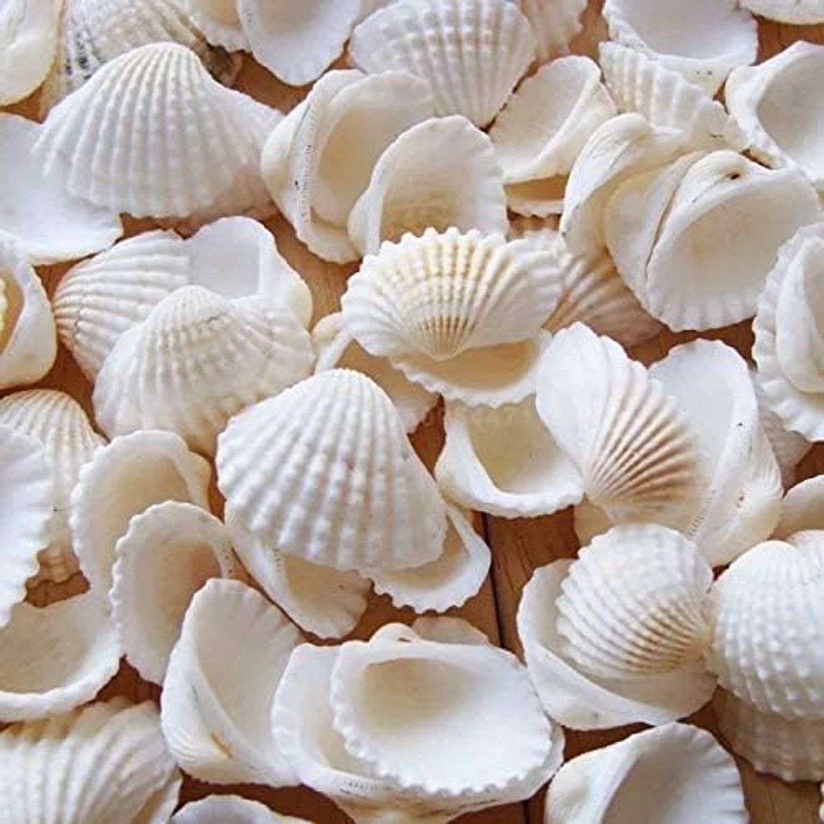 strandschelp, 280 g, voor het knutselen, kleine schelpen, diepzee-schelpen, kokosnootschaal