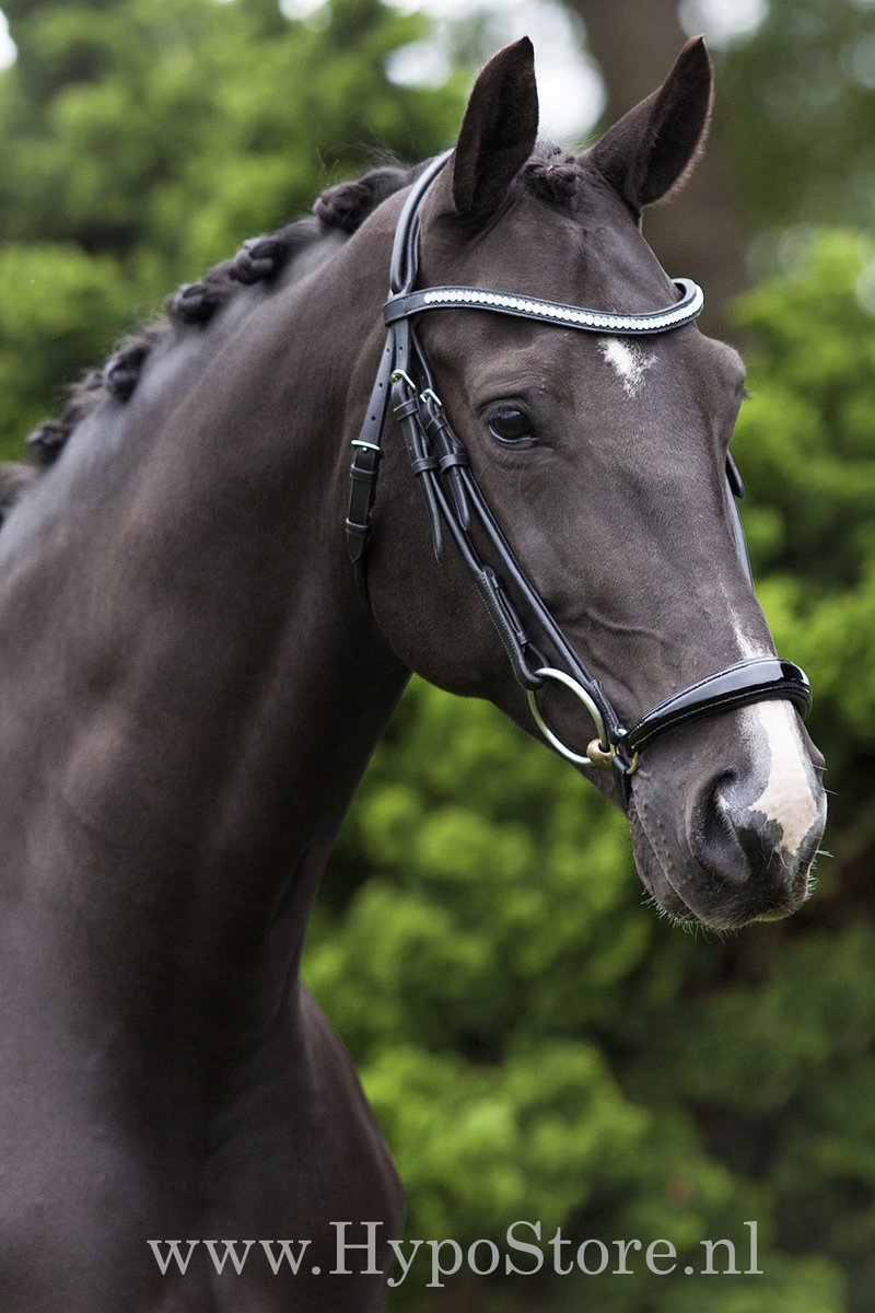 Premiera "Savona" Zwart hoofdstel met lage lakneusriem en anatomisch gevormd kopstuk, gouden fournituren - Pony