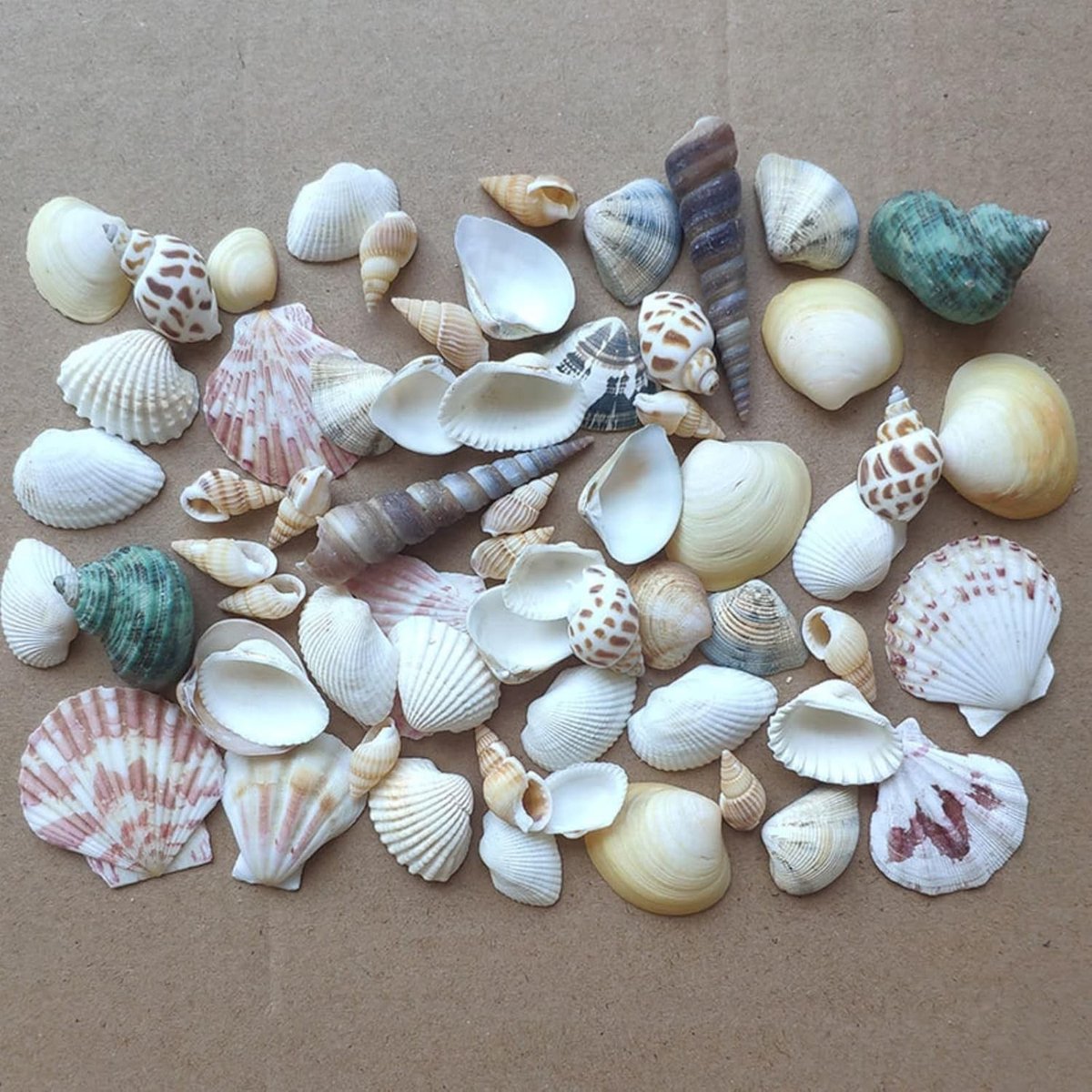 Zandbak Schelp - Natuurlijk - Ca. 100g - Decoratieve Schelpen - Voor Doe-Het-Zelf Projecten