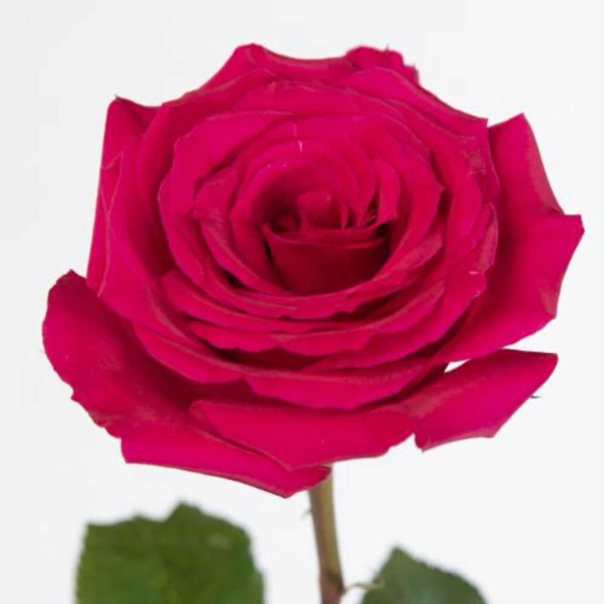 25x Rosa queenberry 60cm