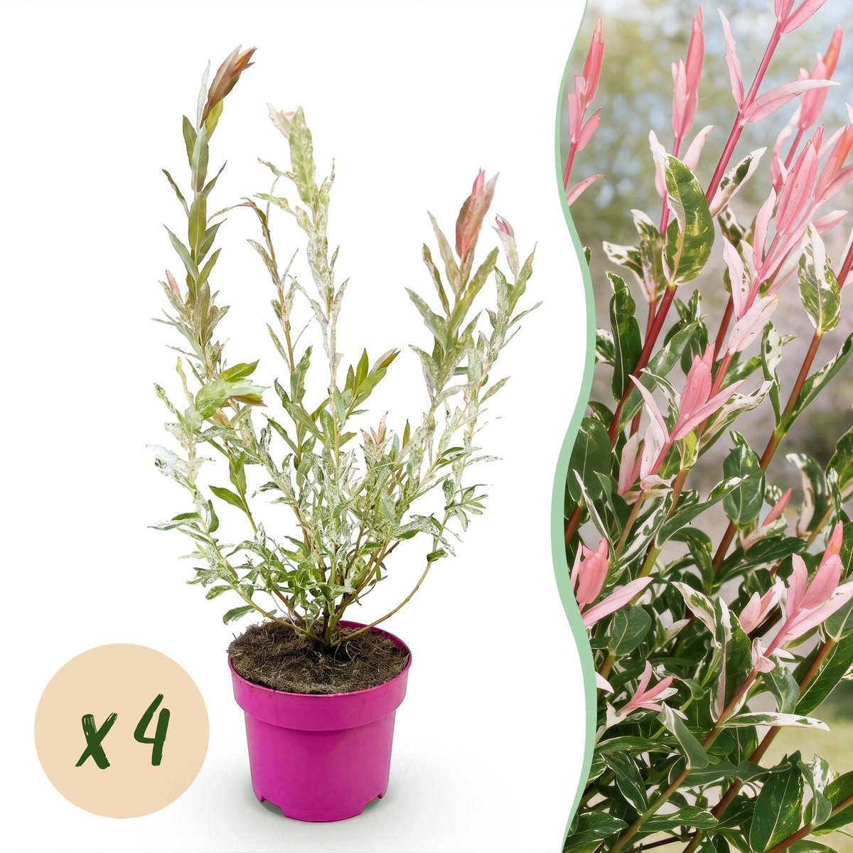 Green boutiQ - 4x Salix Flamingo - Flamingo-wilg - Bont Roze - Boom - Ø17cm - 40-50cm