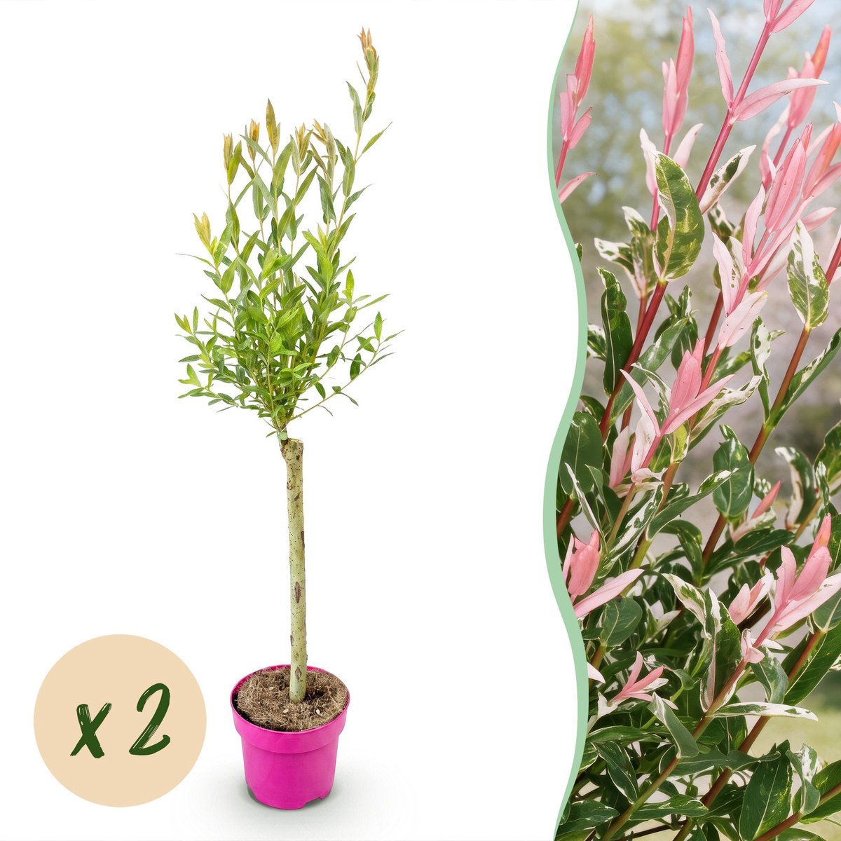 Green boutiQ - 2x Salix Flamingo - Flamingo wilg - Bont Roze - Boom - Ø17cm - 70-80cm