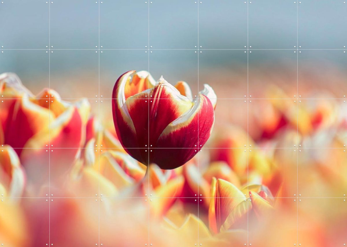 IXXI Among the Tulips, Claire Droppert - 140 x 100 cm - Gratis ophangtool - Grote wanddecoratie en posters - Fotografie, Eetkamer, Woonkamer