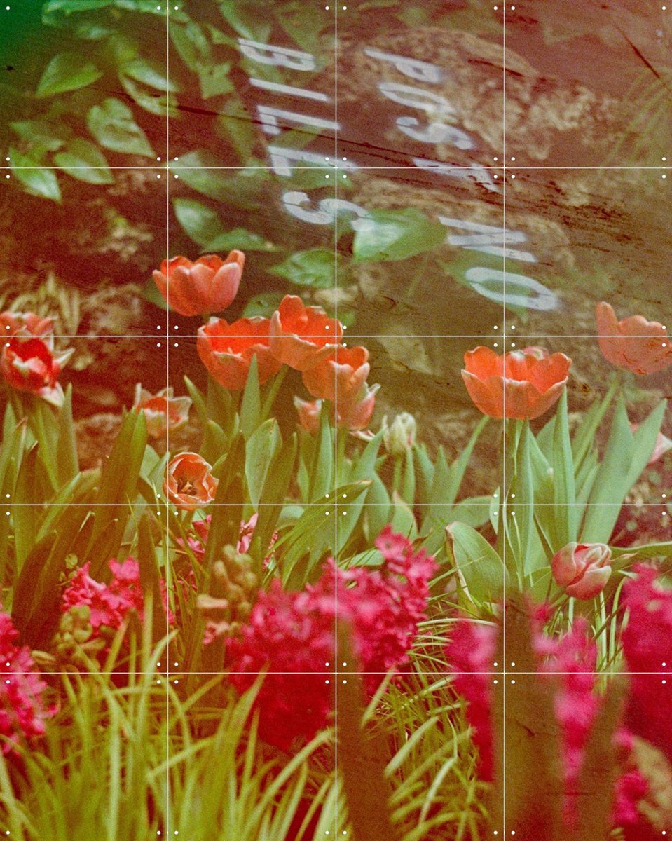 IXXI They Never Said Anything About Flowers, Amber Lauder - 80 x 100 cm - Gratis ophangtool - Grote wanddecoratie en posters - Gemengde Technieken