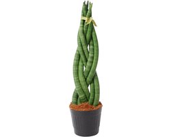 Trendyplants - Sansevieria Cylindrica 'Twist' - Kamerplant - 30-50 cm - Potmaat Ø10,5cm