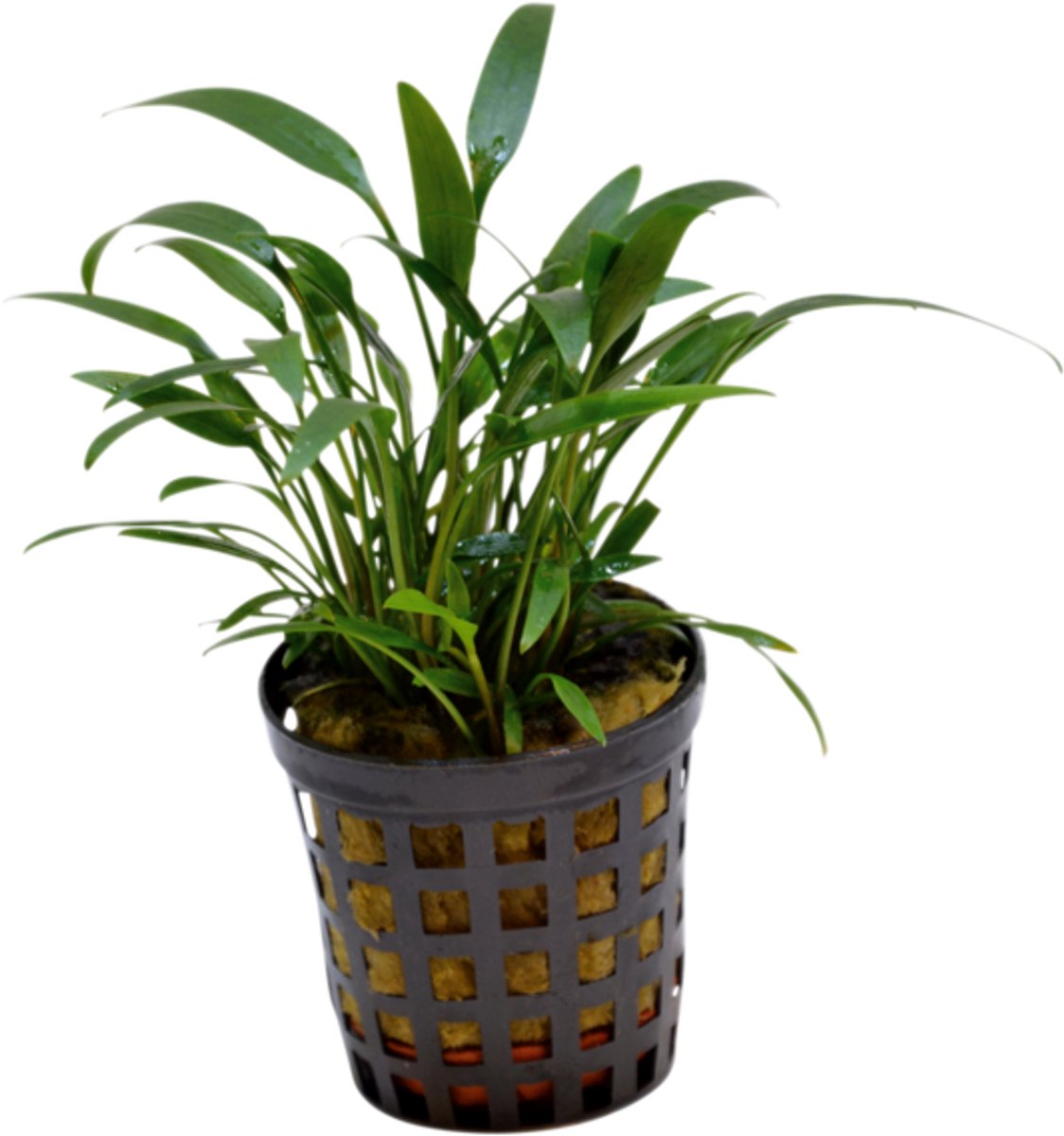 Waterplant cryptocoryne amicorum 5cm pot
